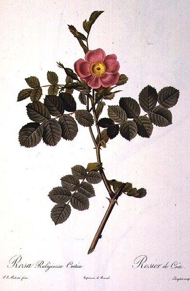 Rosa Rubiginosa Cretica, vyryla Langlois, z „Les Roses“, nakladatelství Remond od Pierre Joseph (after) Redoute
