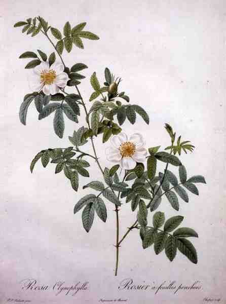 Rosa clynophylla, vyrytý Chapuy, z „Les Roses“ od Pierre Joseph (after) Redoute