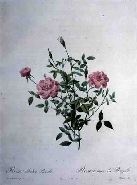 Rosa indica pumila (trpasličí bengálská růže), vyrytý Chapuyem, z „Les Roses“ od Pierre Joseph (after) Redoute
