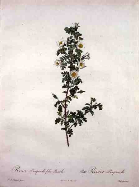 Rosa pimpinelli folia pumila (trpasličí skotská růže), vyryto Chapuyem, z „Les Roses“ od Pierre Joseph (after) Redoute