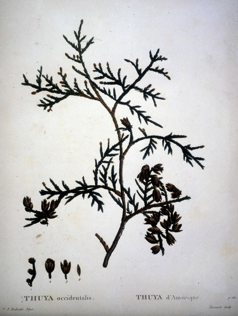 Thuya occidentalis nebo American Thuya - v „“ New Duhamel du Monceau aneb pojednání o stromech a křovinách této kultury ve Francii““, figury podle kreseb P. J. Redoute a P. Bessa od Pierre Joseph (after) Redoute