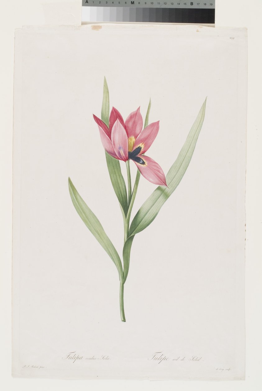 Tulipán Oeil De Soleil od Pierre Joseph (after) Redoute