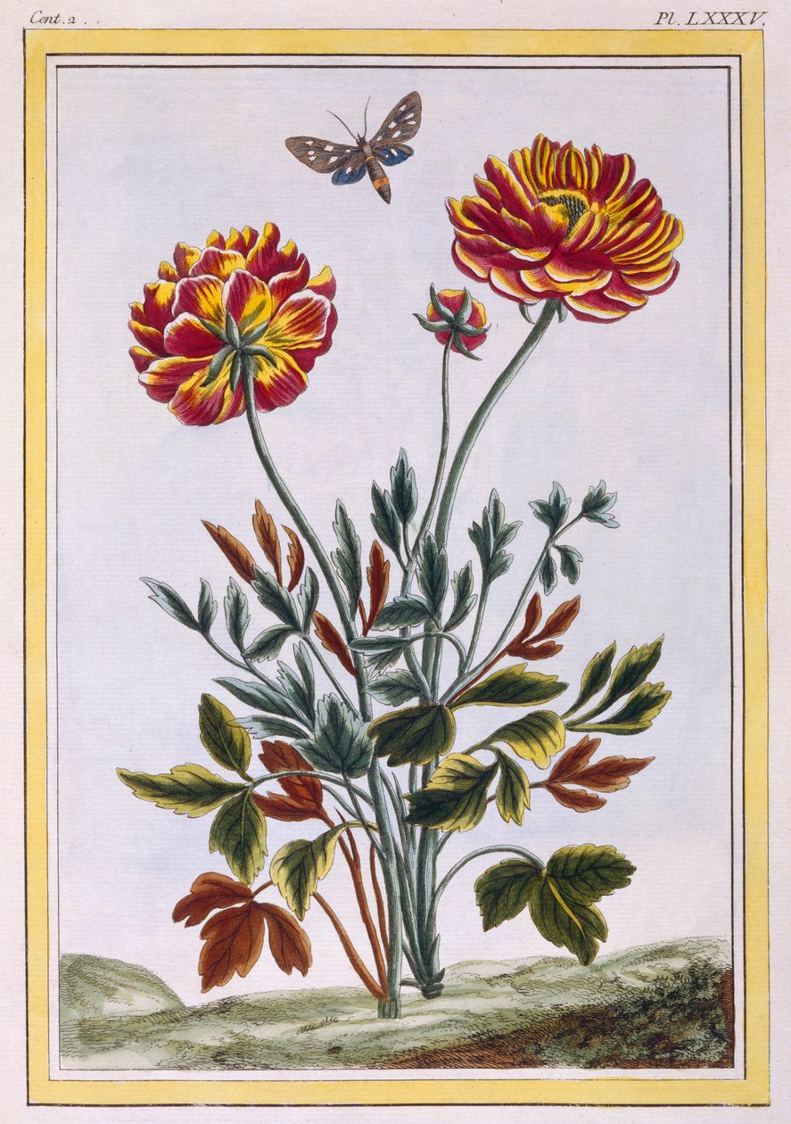 Odrůda dvoukvětého žlutého máku, hospoda. 1776. od Pierre Joseph Buchoz