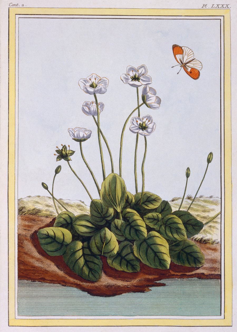 Parnasská tráva Parnasská tráva, hospoda. 1776. od Pierre Joseph Buchoz