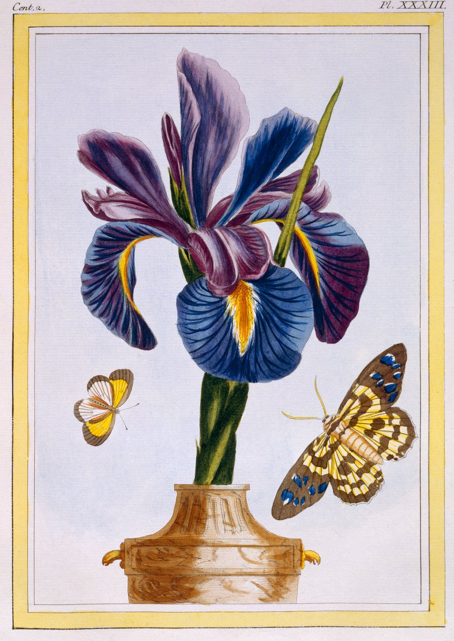 Kosatec obecný s motýly, hospoda. 1776. od Pierre Joseph Buchoz