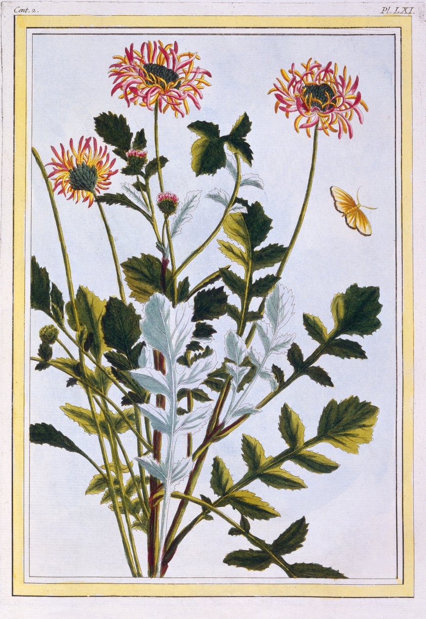 Etiopský Arcotis (African Lily), c.1766 (ručně kolorovaná rytina) od Pierre Joseph Buchoz