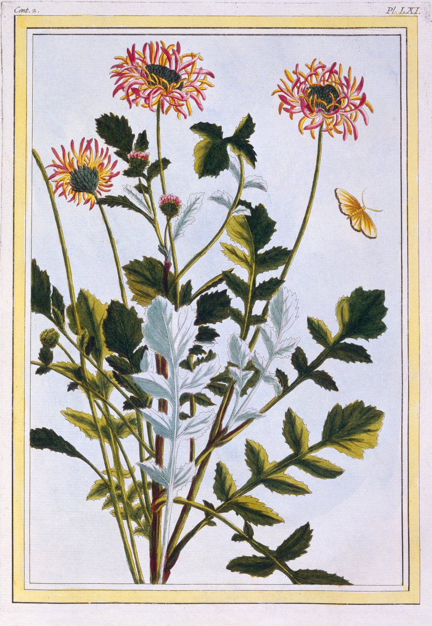Etiopská Arctotis African Daisy, hospoda. 1776. od Pierre Joseph Buchoz