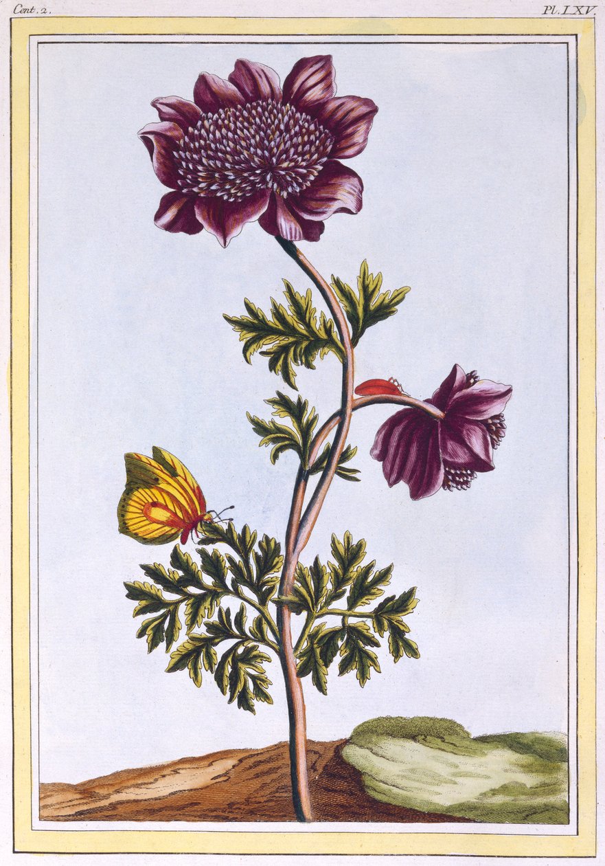 Garden Anenome Windflower, hospoda. 1776. od Pierre Joseph Buchoz