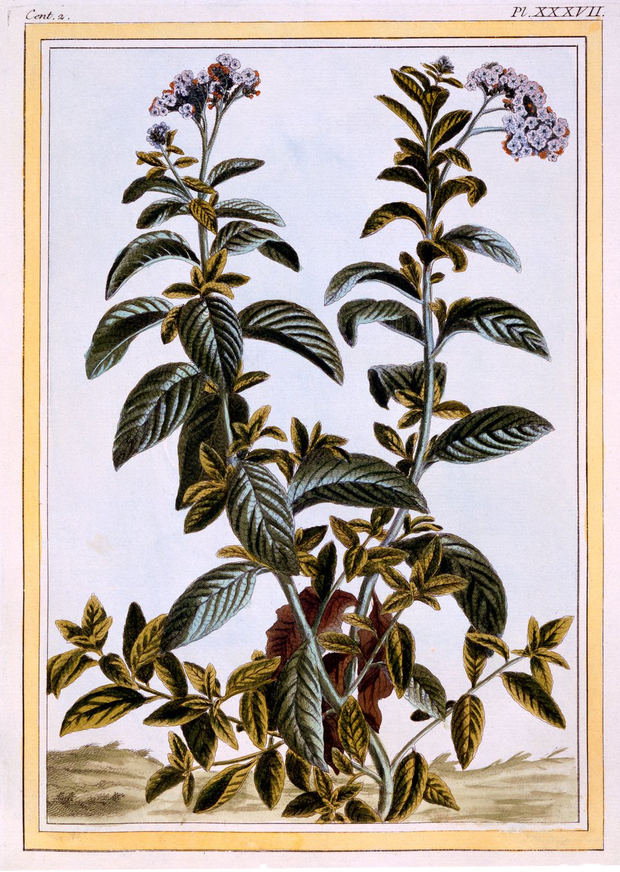 Heliotrop nebo třešňový koláč, asi 1766 (ručně kolorovaná rytina) od Pierre Joseph Buchoz