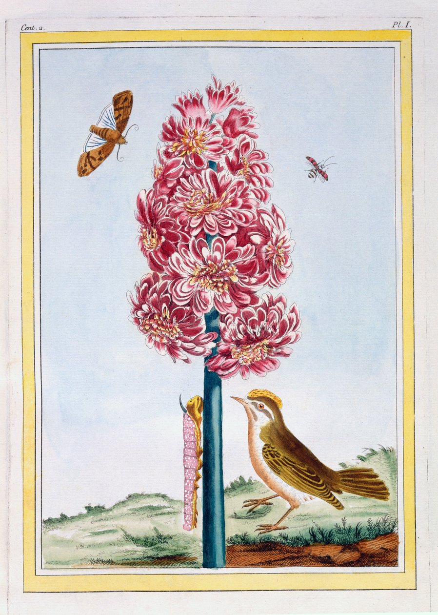 Hyacint, cca 1766 (ručně kolorovaná rytina) od Pierre Joseph Buchoz