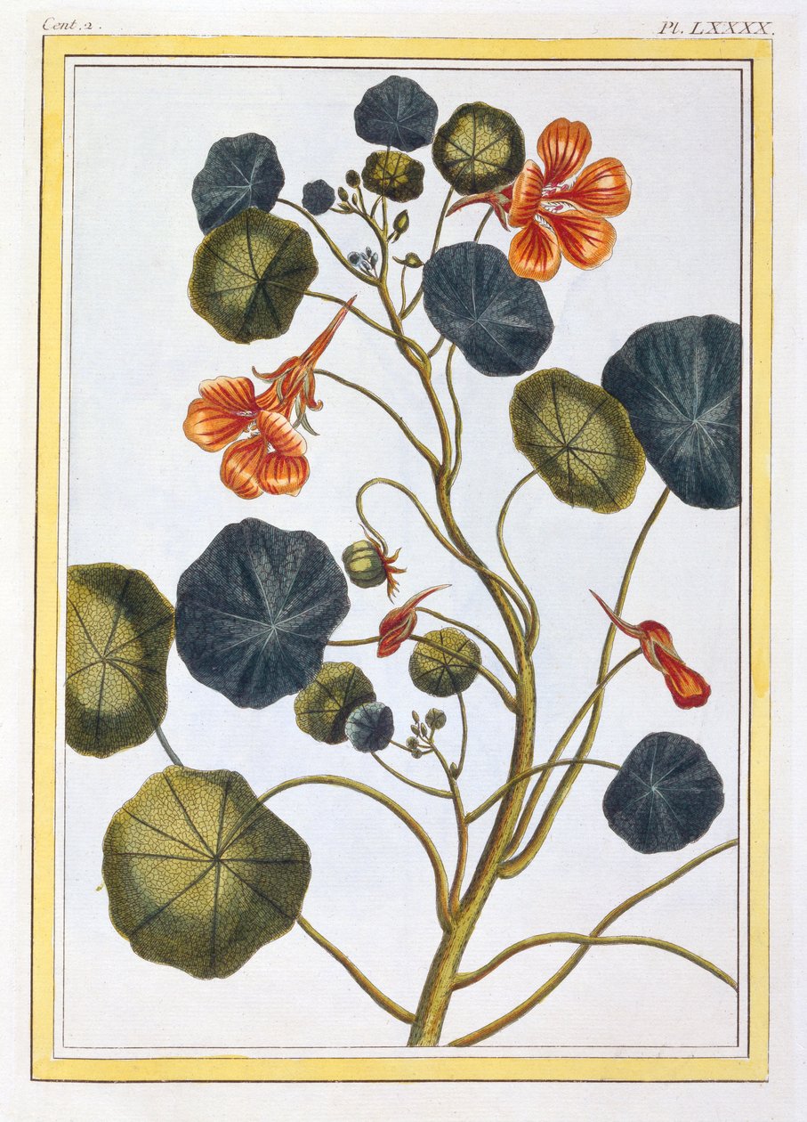 La Capucine Nasturtium, hospoda. 1776 od Pierre Joseph Buchoz