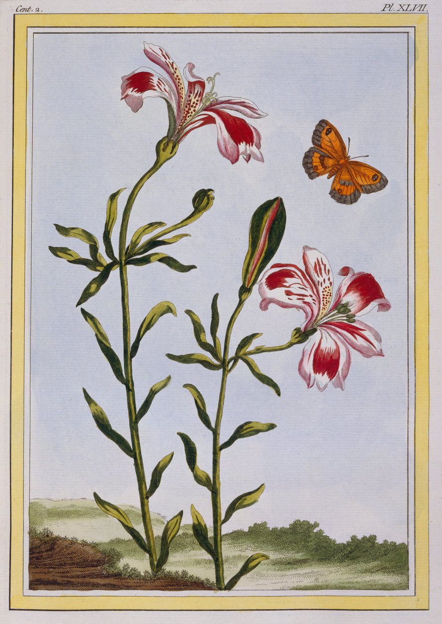 Skvrnitý květ Inků Peruánská lilie, hospoda. 1776. od Pierre Joseph Buchoz