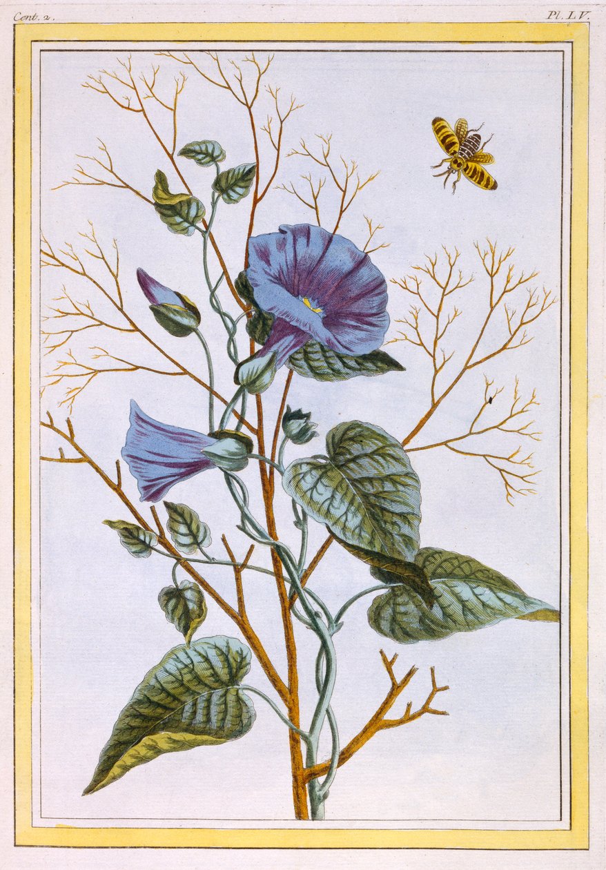 Velký svlačec nachový Convolvulus, hospoda. 1776. od Pierre Joseph Buchoz