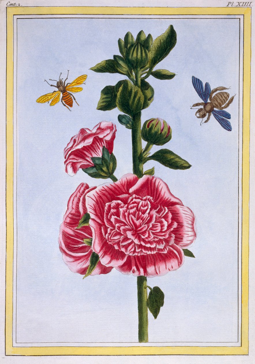 Passerose Hollyhock, hospoda. 1776. od Pierre Joseph Buchoz