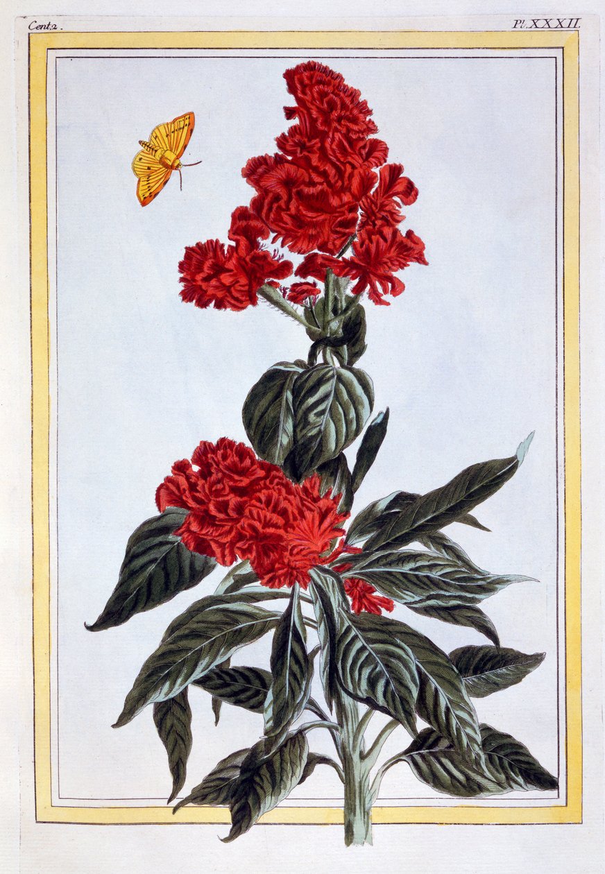 Odrůda Amaranthus, hospoda. 1776. od Pierre Joseph Buchoz