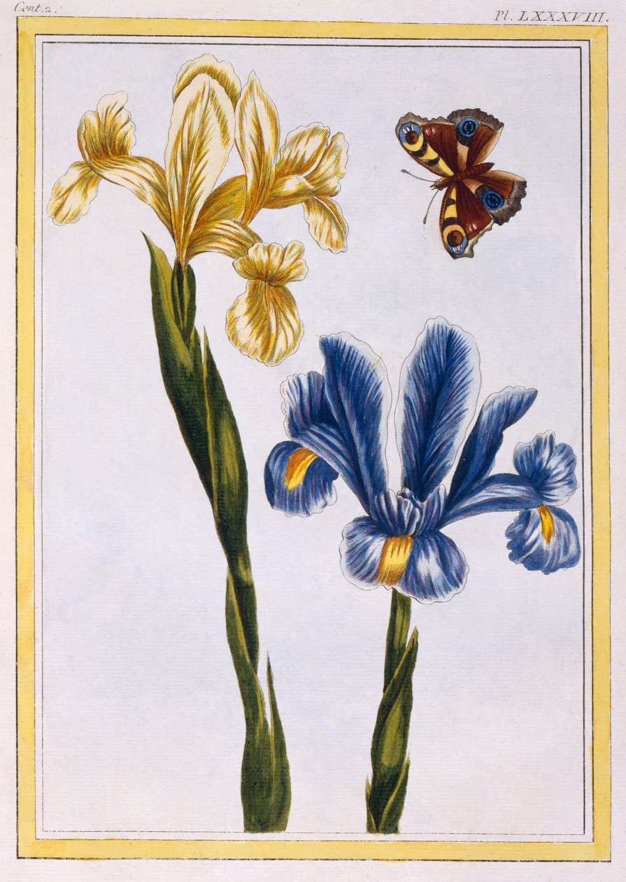 Žluté a fialové kosatce, hospoda. 1776. od Pierre Joseph Buchoz