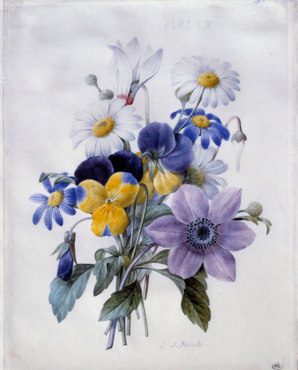 Kytice květin: plamének, myšlenkový, sedmikráska a brambořík. Akvarel od Pierre Joseph Redoute (1759-1840) 19. století Sun. 0,19x0,18m. Paříž, muzeum Louvre od Pierre Joseph Redouté