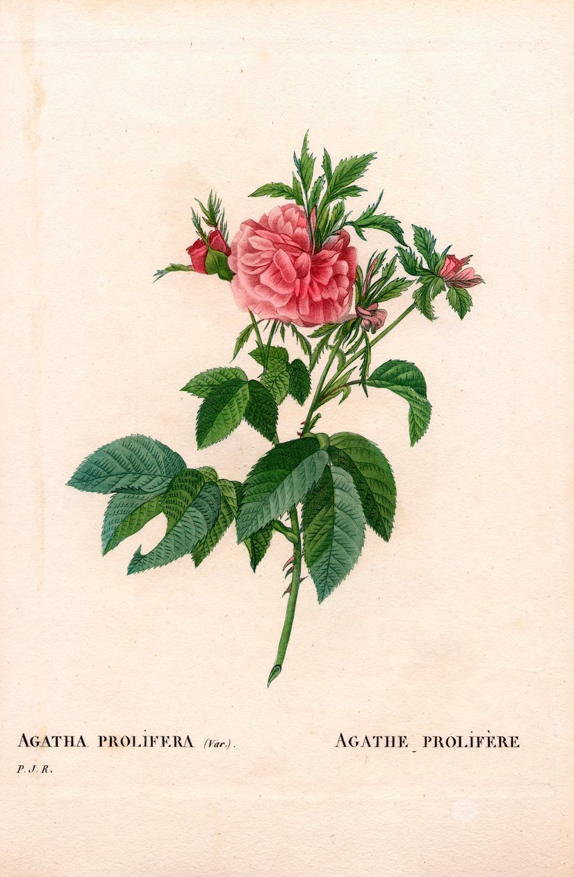 Růže Agatha prolifere, odrůda Rosa gallica. Ručně kolorovaná tečkovaná mědirytina z díla Pierra Josepha Redouta „“Les Roses,” Paris od Pierre Joseph Redouté