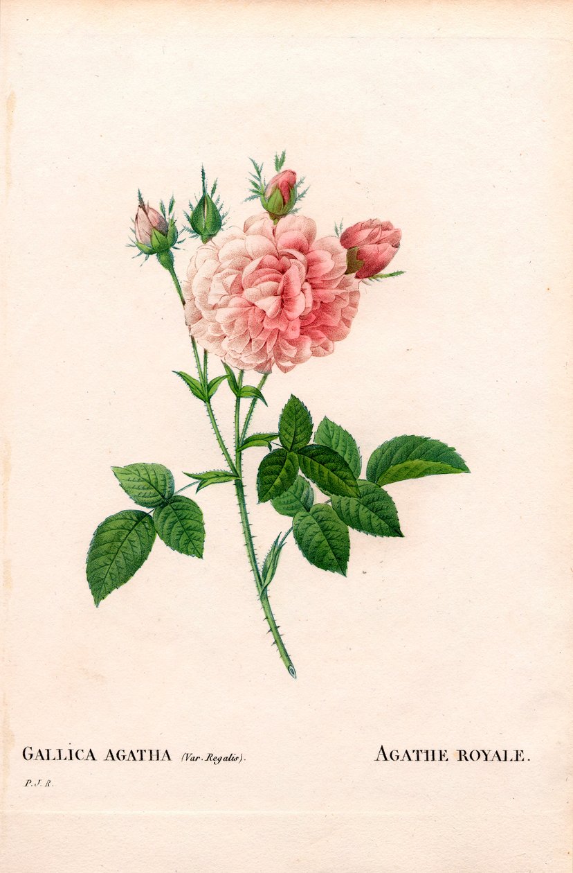 Růže Agathe Royale, odrůda Rosa gallica. Ručně kolorovaná tečkovaná mědirytina z díla Pierra Josepha Redouta „“Les Roses,” Paris od Pierre Joseph Redouté