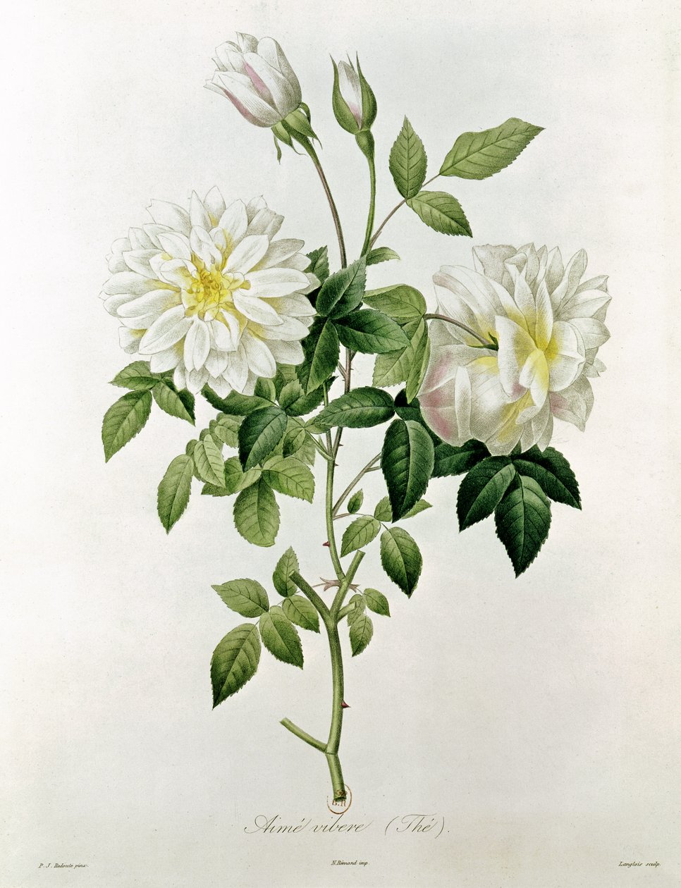 Aime Vibere (čaj) vyrytý Eustache Hyacinthe Langlois (1777-1837) od Pierre Joseph Redouté