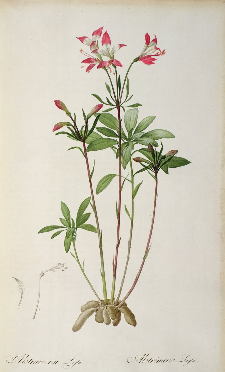 Alstraemeria Ligtu, z „Les Liliacees“ od Pierra Redoute, 8 svazků, vydáno 1805-16, (barevná rytina) od Pierre Joseph Redouté