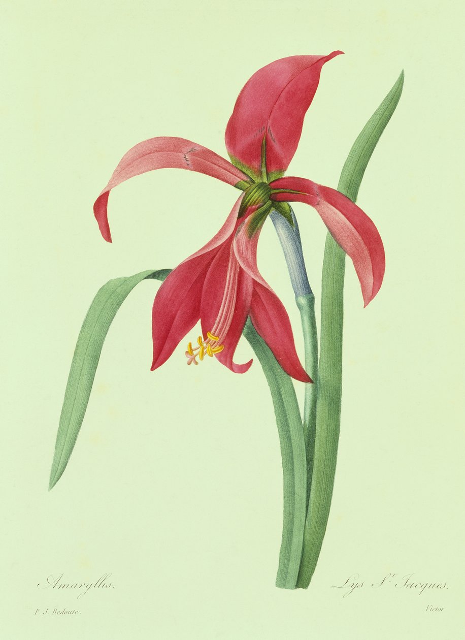 Amaryllis (barevné rytí) od Pierre Joseph Redouté