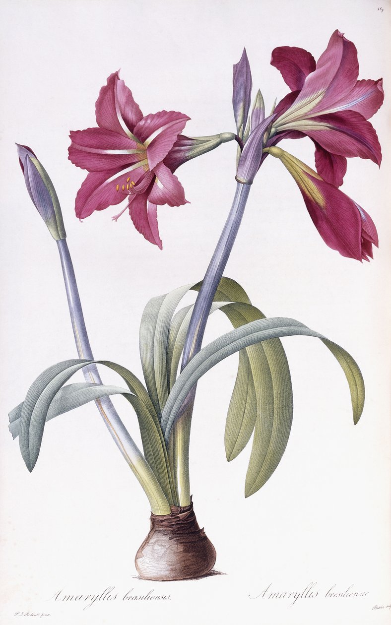 Amaryllis Brasiliensis od Pierre Joseph Redouté