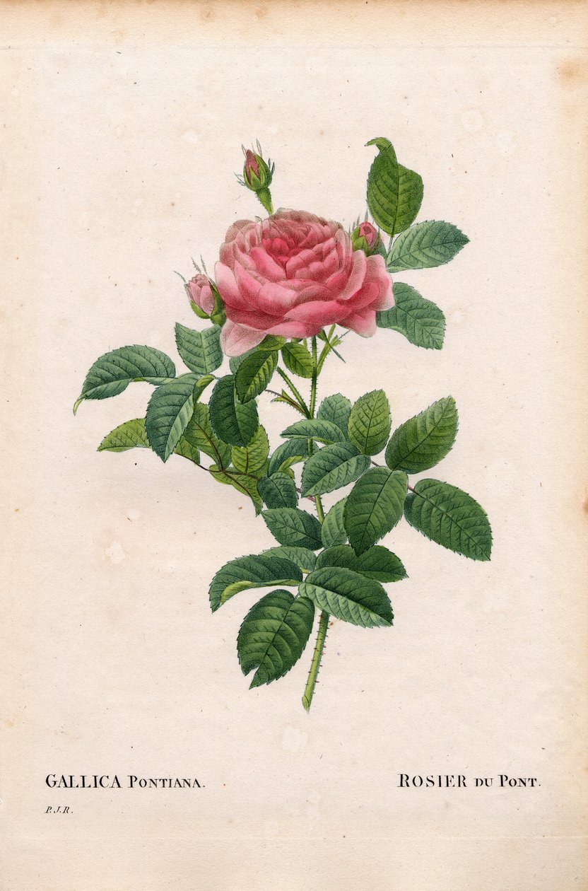 Růže Andre Du Pont, odrůda Rosa gallica, Rosier du Pont. Ručně kolorovaná tečkovaná mědirytina z díla Pierra Josepha Redouta „“Les Roses,” Paris od Pierre Joseph Redouté