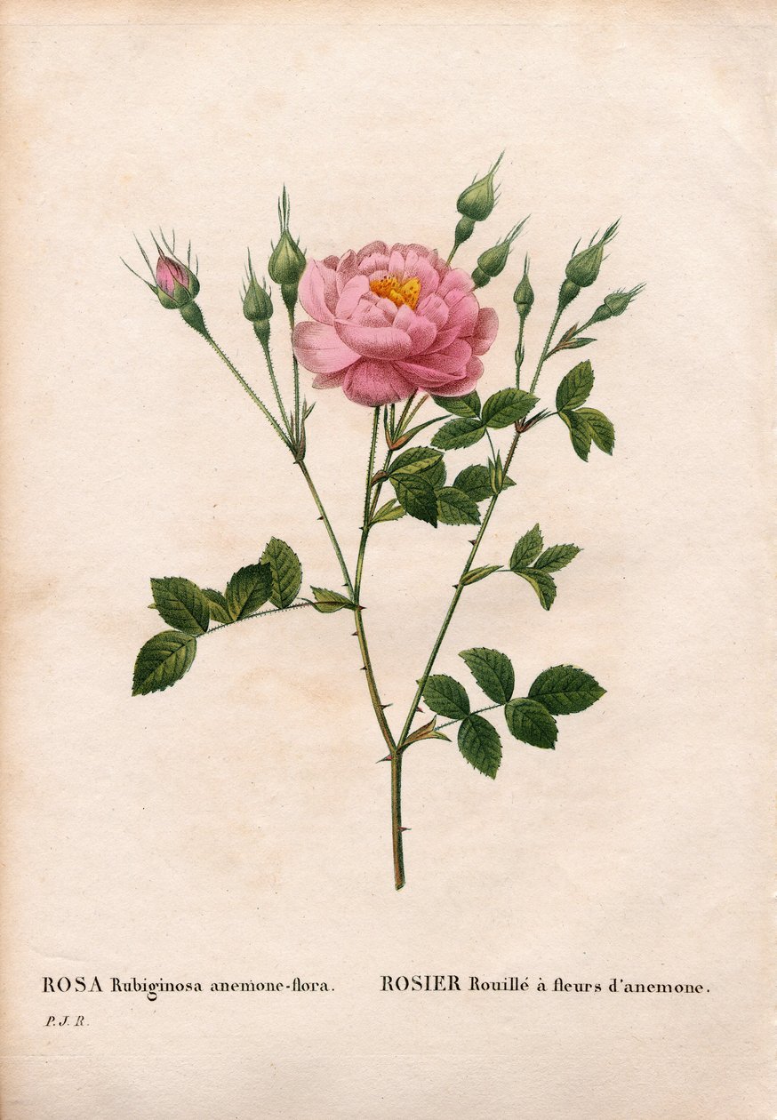Sasankovokvětá růže brvitá, odrůda Rosa rubiginosa, Rez růžová s květy sasanky. Ručně kolorovaná tečkovaná mědirytina z díla Pierra Josepha Redouta „“Les Roses,” Paris od Pierre Joseph Redouté