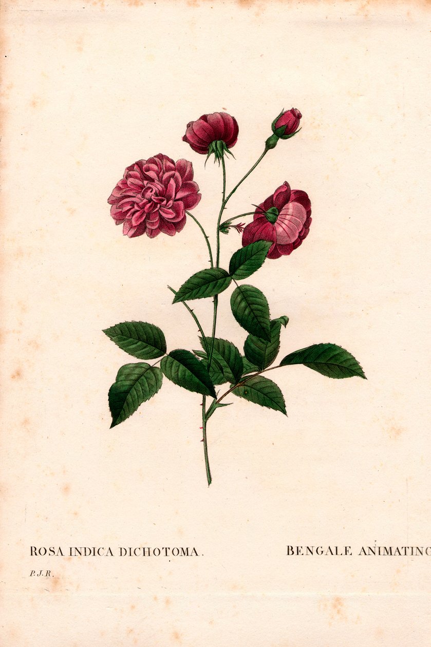 Animace čínská růže, hybrid Rosa chinensis, animace Bengálska. Ručně kolorovaná tečkovaná mědirytina z díla Pierra Josepha Redouta „“Les Roses,” Paris od Pierre Joseph Redouté