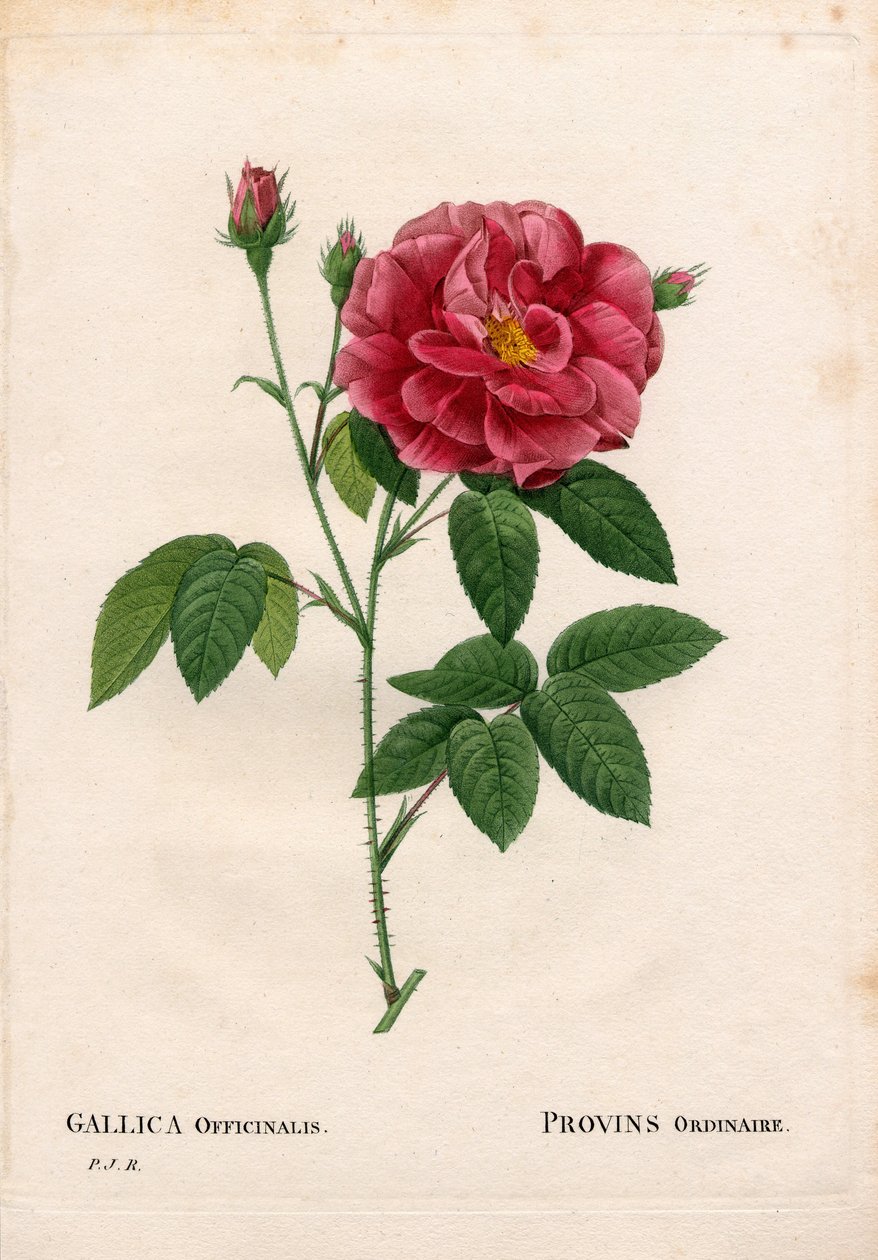 Růže lékárnická, Rosa gallica var. officinalis, Rose de Provins obyčejná. Ručně kolorovaná tečkovaná mědirytina z díla Pierra Josepha Redouta „“Les Roses,” Paris od Pierre Joseph Redouté