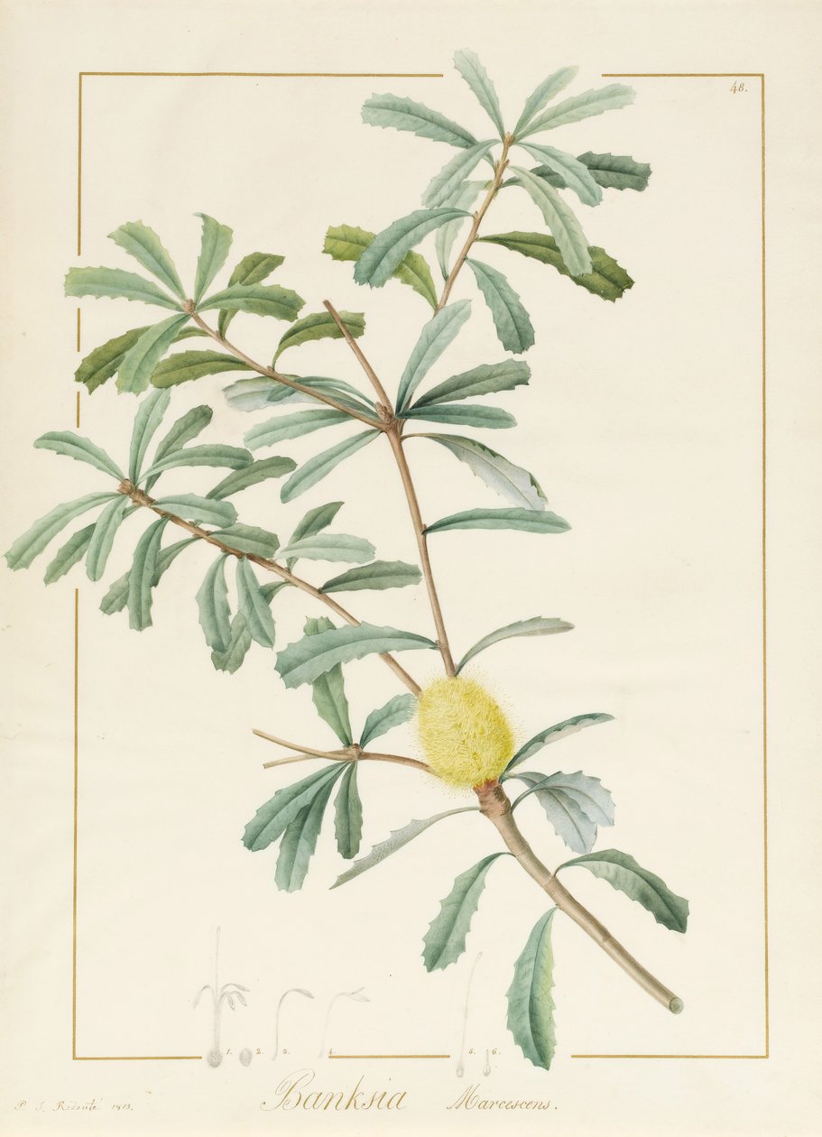 Banksia Marcescens, 1813 (wc a tělová barva přes grafit na pergamenu) od Pierre Joseph Redouté