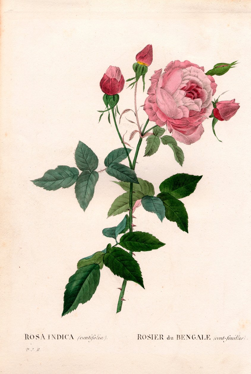 Bengálská 100listá růžová, odrůda Rosa chinensis, Bengálská růže (stolistá). Ručně kolorovaná tečkovaná mědirytina z díla Pierra Josepha Redouta „“Les Roses,” Paris od Pierre Joseph Redouté