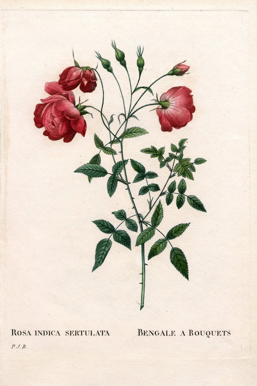 Bengálská růže a Bouquets, odrůda Rosa chinensis. Ručně kolorovaná tečkovaná mědirytina z díla Pierra Josepha Redouta „“Les Roses,” Paris od Pierre Joseph Redouté