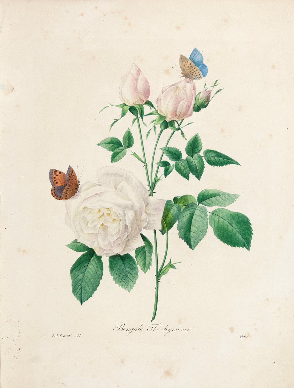 Bengálsko Thé Hyménée, vyryté Victorem, z „Výběr nejkrásnějších květin a nejkrásnějších plodů“, sv. I, 1827-33 od Pierre Joseph Redouté