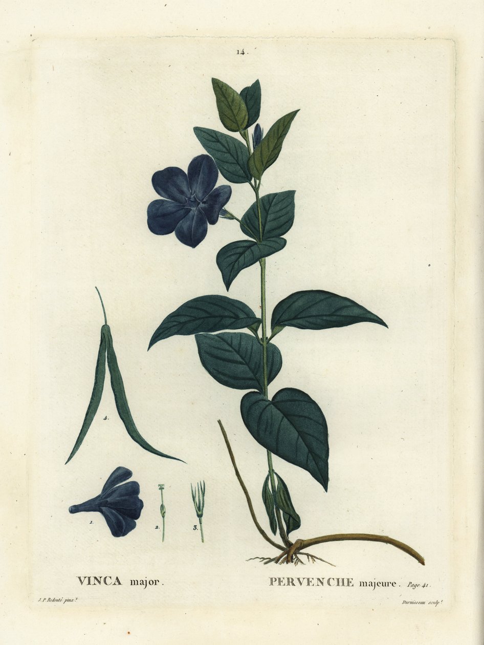 Brčál velkolistý, brčál velký nebo brčál modrý, Vinca major. Ručně kolorovaná tečkovaná rytina od Duruisseaua podle ilustrace Pierra-Josepha Redoute z Treat des Arbres et Shrustes, Paříž Henriho Louise Duhamela du Moncel od Pierre Joseph Redouté