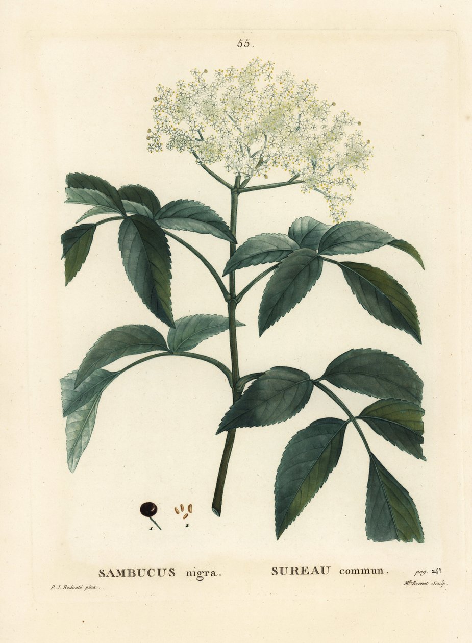 Bez černý nebo bez černý, Sambucus nigra. Ručně kolorovaná tečkovaná rytina slečny Brenetové podle ilustrace Pierra-Josepha Redoutea z Treat des Arbres et Shrustes, Paříž Henriho Louise Duhamela du Moncel od Pierre Joseph Redouté