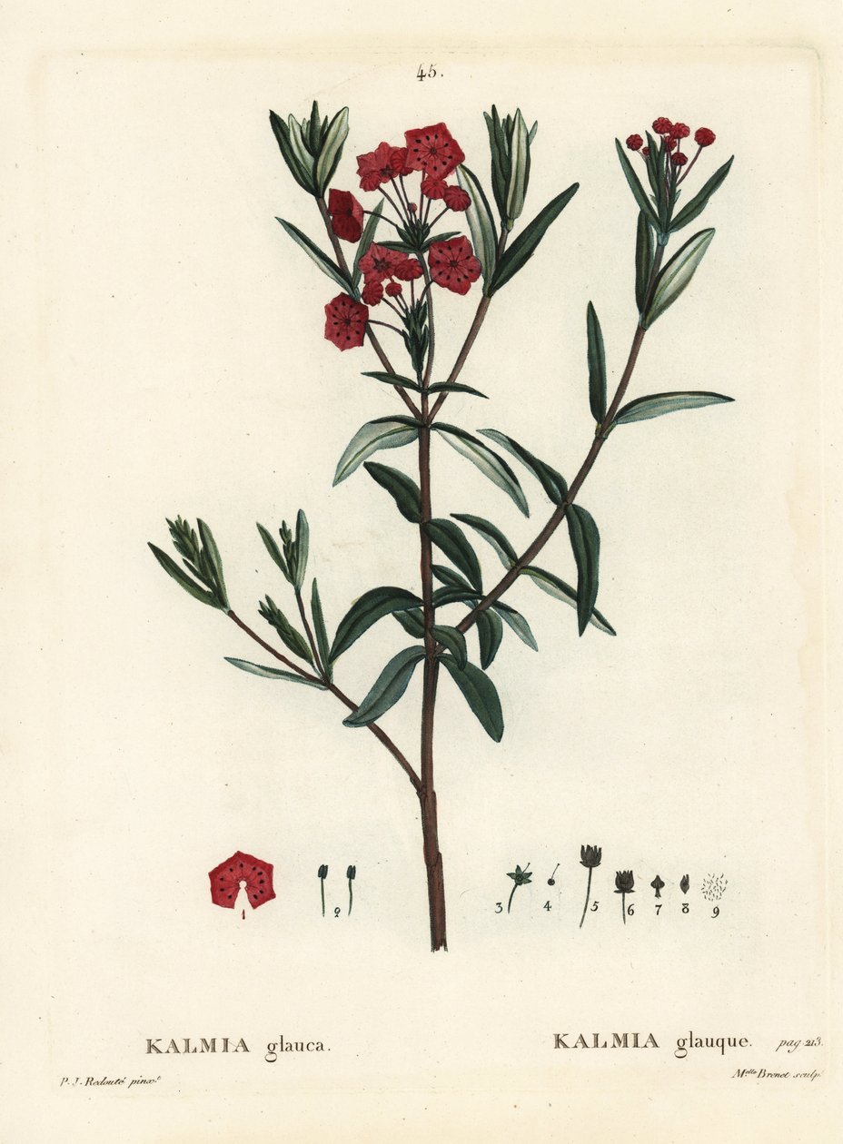 Vavřín bahenní, Kalmia polifolia (Kalmia glauca). Ručně kolorovaná tečkovaná rytina slečny Brenetové podle ilustrace Pierra-Josepha Redoutea z Treat des Arbres et Shrustes, Paříž Henriho Louise Duhamela du Moncel od Pierre-Joseph Redouté