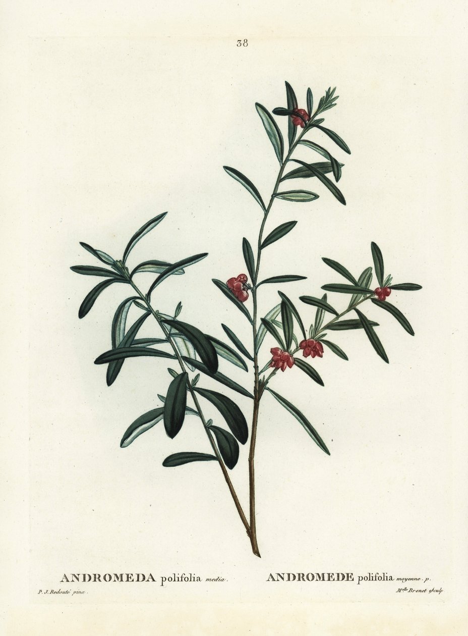 Rozmarýn bahenní, Andromeda polifolia. Ručně kolorovaná tečkovaná rytina podle ilustrace Pierre-Joseph Redoute z Treat des Arbres et Shrustes, Paříž Henriho Louise Duhamela du Monceau od Pierre Joseph Redouté