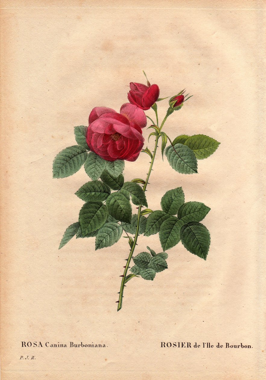 Botanická deska, květina, růže Odrůda: Bourbonská ostrovní růže (Rosa canina burbonia). Pěstováno v roce 1821 v zahradách Neuilly ve Francii Monsieur Jacques se semeny z ostrova Bourbon. V „“Les Roses“, svazek 2 od Pierra Josepha Redouta (1759-184 od Pierre Joseph Redouté