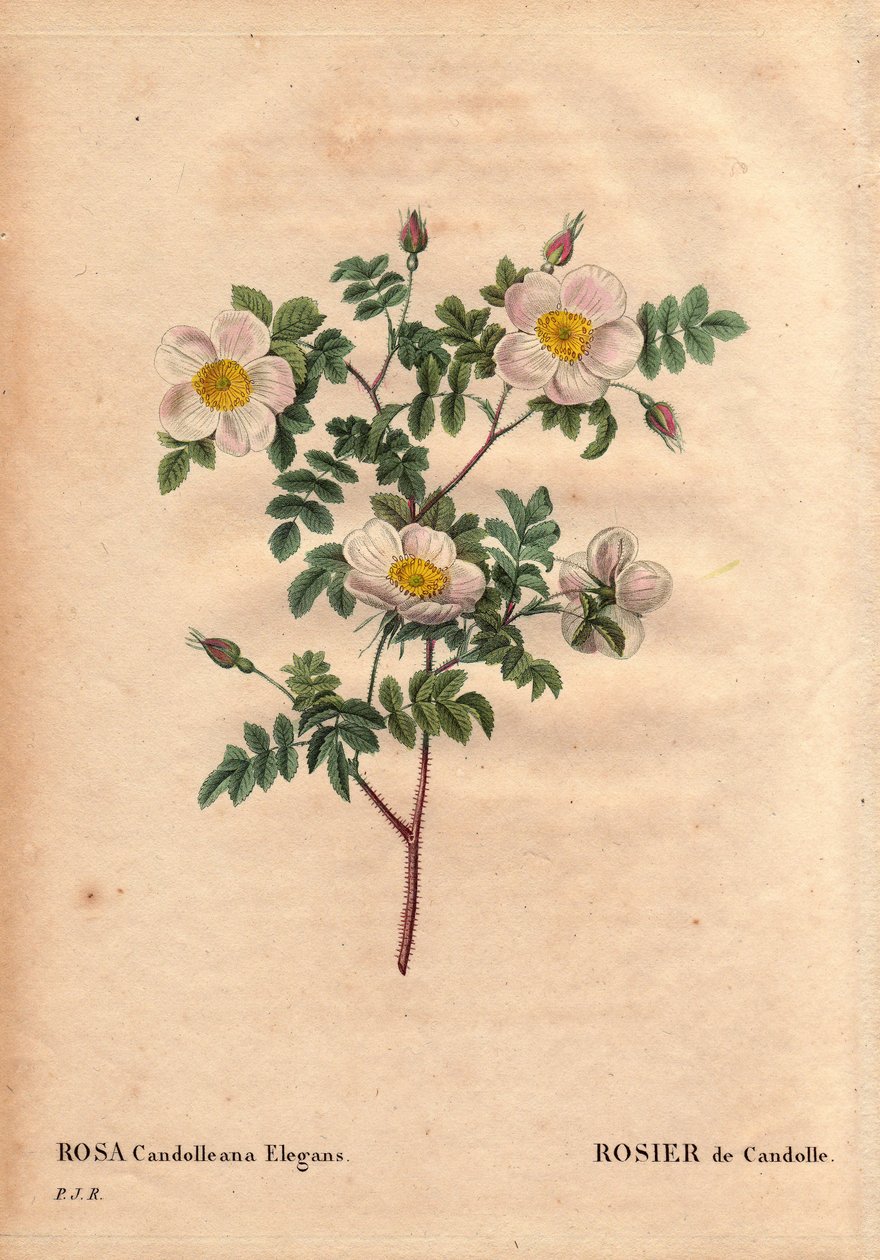 Botanická deska, květina, růže Odrůda: bílá růže De Candolle nebo Rose de Candolle (Rosa candolleana elegans). Divoká růže, objevená v jižní Evropě a pojmenovaná De Candolle v roce 1819. V „“Les Roses“, Volume 2 od Pierre Joseph Redoute (1759-1840) od Pierre Joseph Redouté