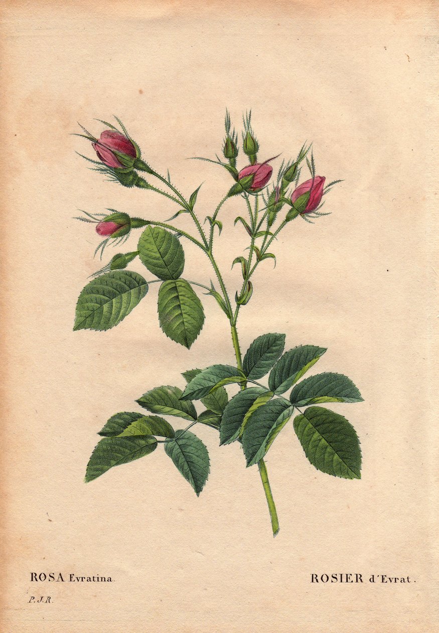 Botanická deska, Květ, Růže Odrůda: Růže Evratská (Rosa evratina). Původ neznámý, z holandských skleníků a předán panu Evrathovi před rokem 1824. V „“Les Roses“, svazek 2 od Pierra Josepha Redouta (1759-1840) od Pierre Joseph Redouté