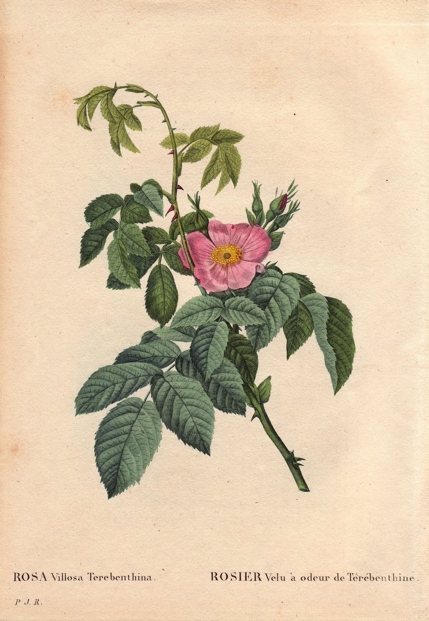 Botanická deska, květina, růže Odrůda: Vlasová růže má vůni terebenthinu (Rosa Villosa Terebenthina). V „“ Les Roses“, svazek 2 od Pierre Joseph Redoute (1759-1840) od Pierre Joseph Redouté