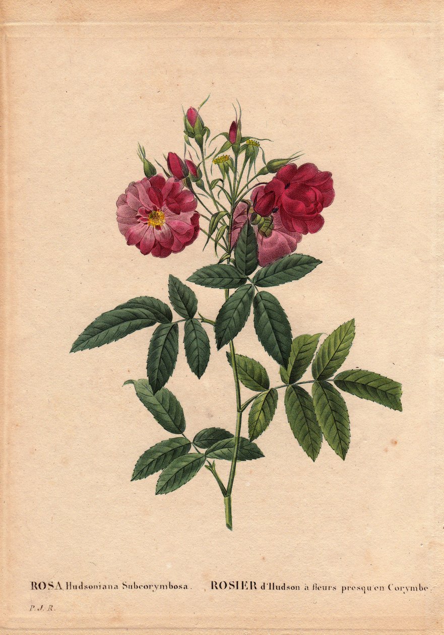 Botanical Board, Flower, Rose Variete: Hudson rose s květy téměř v Corymbe (Rosa hudsonia subcorymbosa), ze Severní Ameriky, tuto odrůdu pěstoval Monsieur Ternaux před rokem 1821. V “”Les Roses”, Volume 2 od Pierre Joseph Redoute (1759 -1840) od Pierre Joseph Redouté