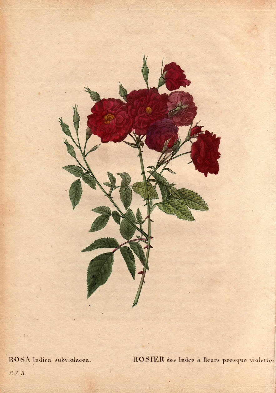 Botanická deska, květ, růže Odrůda: Indická růže s téměř fialovými květy (Rosa indica subviolacea). Pěstováno M. Ternauxem kolem roku 1812. V „“Les Roses“, svazek 2 od Pierre Joseph Redoute (1759-1840) od Pierre Joseph Redouté