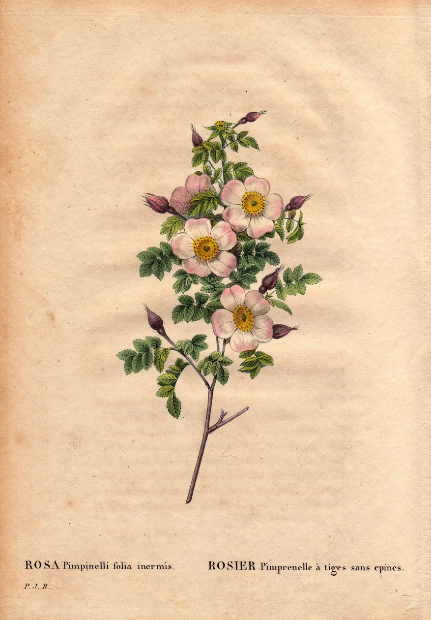 Botanická deska, květina, růže Odrůda: Růže pimprenelle se stonky bez trnů (Rosa pimpinellifolia inermis). V „“ Les Roses“, svazek 2 od Pierre Joseph Redoute (1759-1840) od Pierre Joseph Redouté