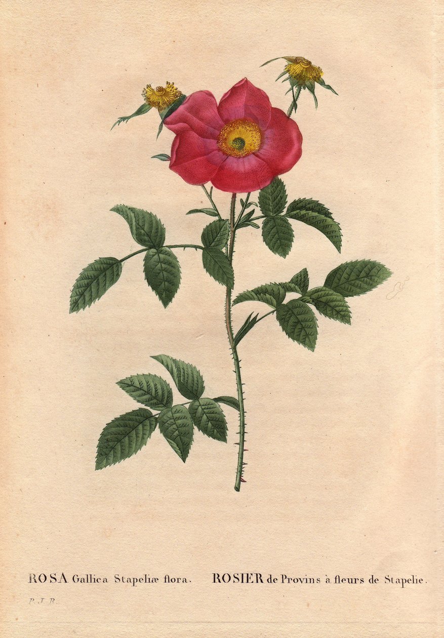 Botanická deska, květ, růže Odrůda: Provinská růže s kvetoucí Stapelia (Rosa Gallica Stapeliae flora), pravděpodobně vyhynulý druh. V „“ Les Roses“, svazek 2 od Pierre Joseph Redoute (1759-1840) od Pierre Joseph Redouté