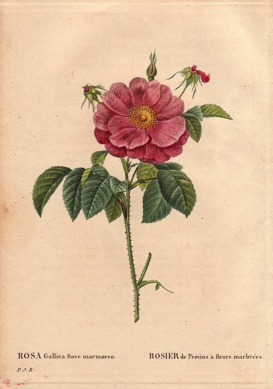 Botanická deska, květina, růže Odrůda: Provinská růže s mramorovanými květy (Rosa gallica flore marmoreo). Neznámý původ. V „“ Les Roses“, svazek 2 od Pierre Joseph Redoute (1759-1840) od Pierre Joseph Redouté