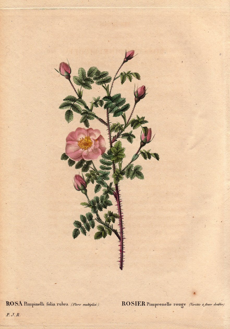 Botanická deska, květina, růže Odrůda: Červená růže pimprenelle (odrůda má dvojité květy). Latinsky: Rosa pimpinellifolia rubra. Květiny pěstované Monsieur Descenemet, kolem roku 1800. V „“Les Roses“, Volume 2 od Pierre Joseph Redoute (1759-1840) od Pierre Joseph Redouté