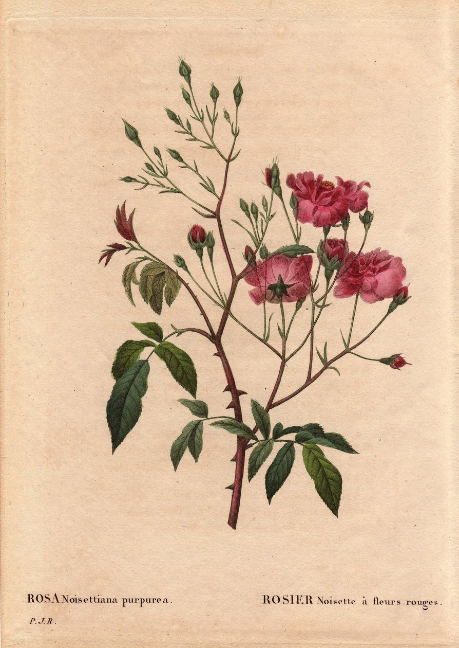 Botanická deska, květ, odrůda růže: Lískový oříšek Rosa s červenými květy (Rosa noisettiana purpurea), získaný ze semen odrůdy lískových oříšků růže v roce 1822 v zahradě Monsieur Ternaux. V „“ Les Roses“, svazek 2 od Pierra Josepha Redouta (1759-184 od Pierre Joseph Redouté